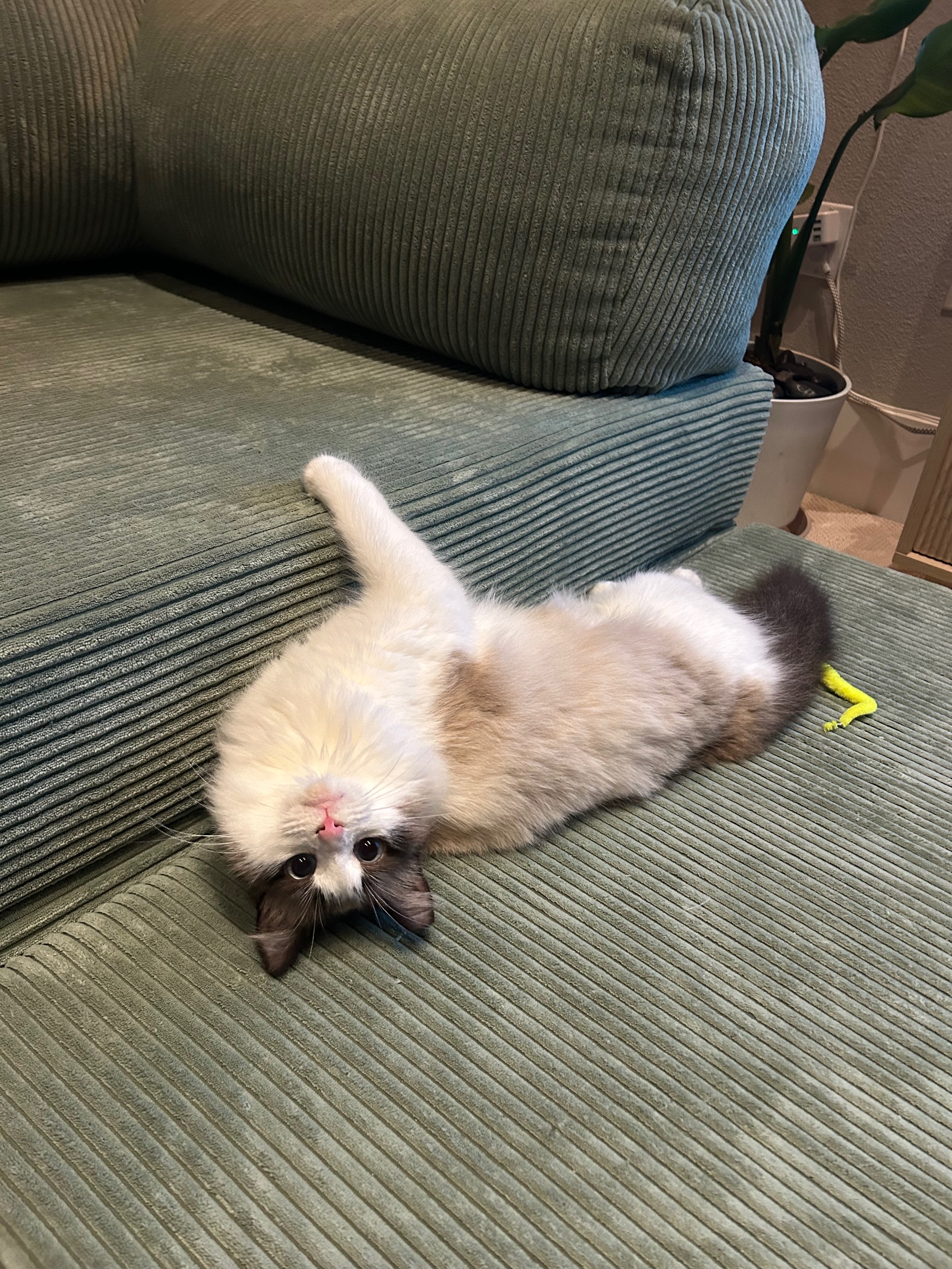 Cute cat photo